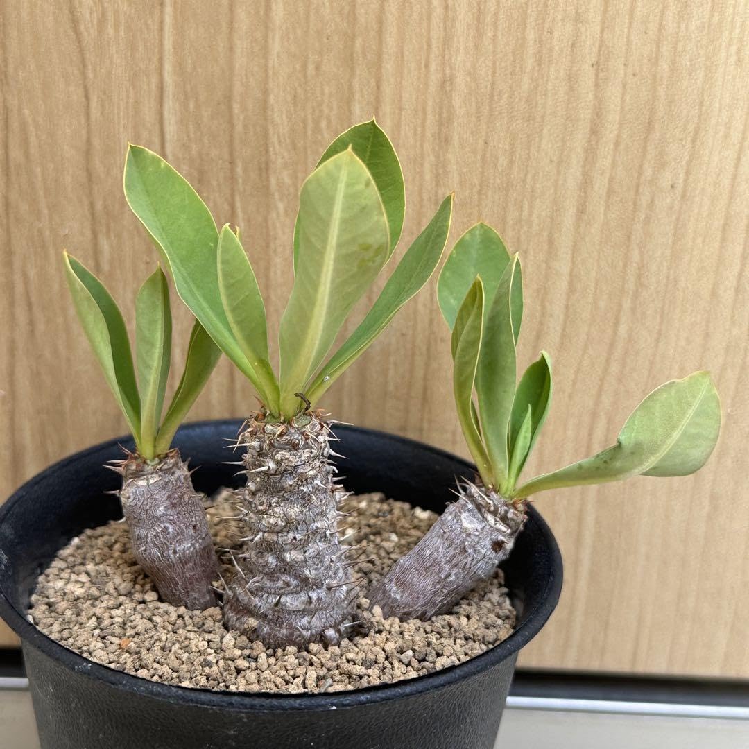 プリムリフォリア 園芸ネット本店｜ユーフォルビア：プリムリフォリア